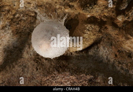 Sacche di uova dell'Unione Grotta Spider (Meta Menardi) Foto Stock