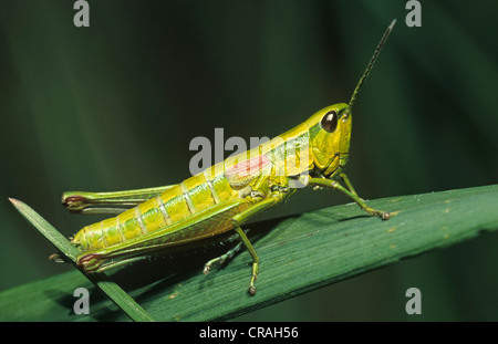 Grande Oro Grasshopper (Chrysochraon dispar) Foto Stock