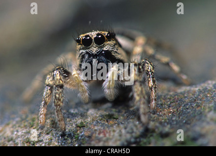 Zebra spider (Salticus scenicus) Foto Stock