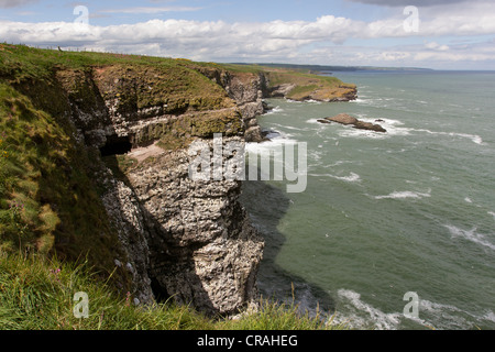 Mare uccelli che nidificano sulle scogliere sul mare a RSPB sito, Fowlsheugh Stonehaven Scozia Scotland Foto Stock