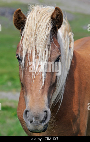 Cavallo islandese (Equus caballus ferus), ritratto, Snaefell Penisola Snaefellsnes o, Islanda, Europa Foto Stock