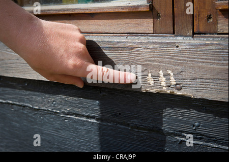 Mano che puntano a graffi da un orso polare, stazione Sermilik, danese un stazione di ricerca, penisola di Ammassalik Foto Stock