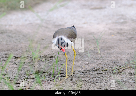 Bel rosso-wattled pavoncella(Vanellus indicus) Foto Stock