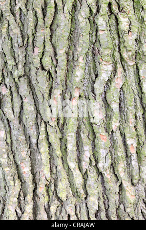 Corteccia di un cedro del Libano (Cedrus libani), Germania, Europa Foto Stock