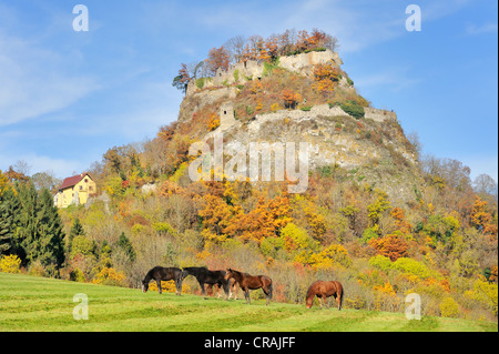 Cavalli in piedi su un prato, Hegau paesaggio, Hohenkraehen montagna con Burg Hohenkraehen castello, vulcano, distretto di Konstanz Foto Stock