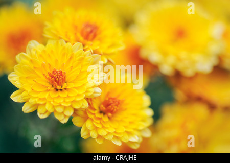 Chrysanths, mamme (crisantemo indicum), pianta di giardino, Germania, Europa Foto Stock