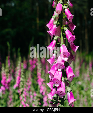 Foxgloves comune nel bosco. Foto Stock