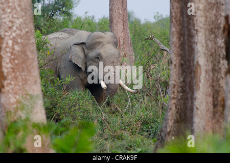 O asiatico Elefante asiatico (Elephas maximus) nella Foresta, Parco Nazionale di Kaziranga, Assam, il Nordest dell India, India, Asia Foto Stock