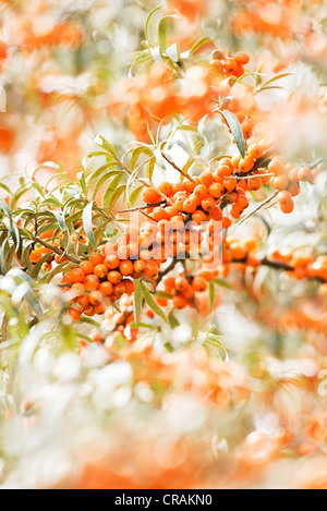 Molti mature mare comune-frangola (Hippophae rhamnoides nota) bacche su un arbusto, Toscana, Italia, Europa Foto Stock