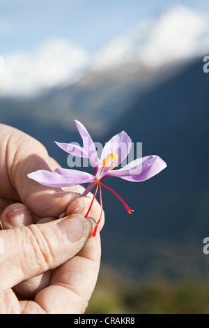 Controllare i pistilli di appena raccolto Croco (Crocus sativus) su un piccolo campo di zafferano al di sotto del comune di Foto Stock