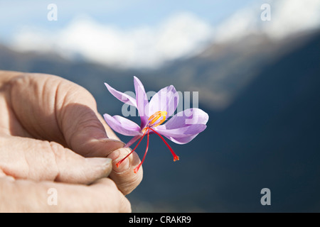 Controllare i pistilli di appena raccolto Croco (Crocus sativus) su un piccolo campo di zafferano al di sotto del comune di Foto Stock