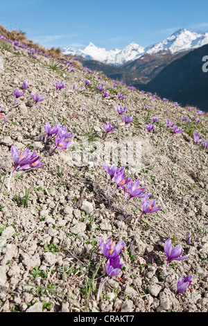 Blooming Croco (Crocus sativus) in piccoli campi di zafferano del comune di Mund nelle montagne del cantone Foto Stock