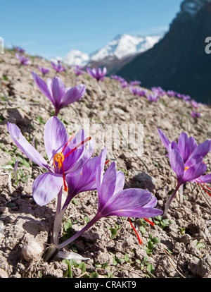 Blooming Croco (Crocus sativus) in piccoli campi di zafferano del comune di Mund nelle montagne del cantone Foto Stock