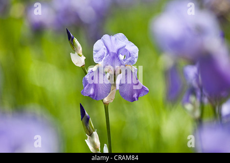 Campo di fioritura di tedesco (Iris Iris germanica), coltivati bio-in modo dinamico nelle montagne della zona di confine tra Toscana e Foto Stock