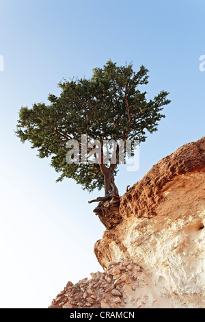 (Argan Argania spinosa) albero che cresce sul bordo di una scogliera vicino a Essaouira, Marocco, Africa Foto Stock