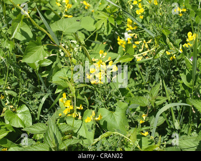 Meadow vetchling / Lathyrus pratensis / Wiesen-Platterbse Foto Stock