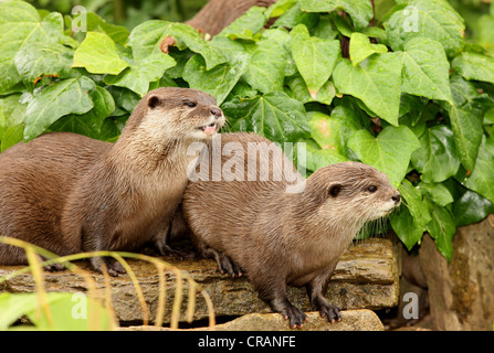 Una coppia di Lontra europea Foto Stock