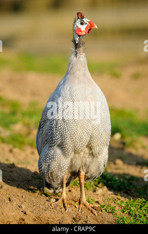 Un Faraone Helmeted (Numida meleagris), Alert Foto Stock