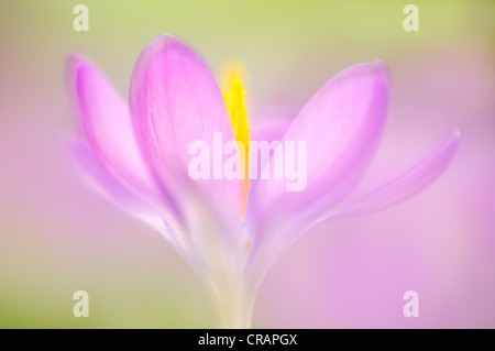 Woodland crocus, Tomasini's crocus (Crocus tommasinianus), calice aperto, Germania, Europa Foto Stock