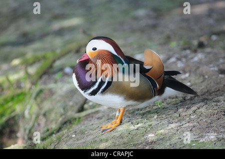 Mandarin Drake. Slimbridge, Gloucestershire, UK Marzo 2011 Foto Stock