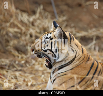 Diversi umori di una giovane tiger. Foto Stock