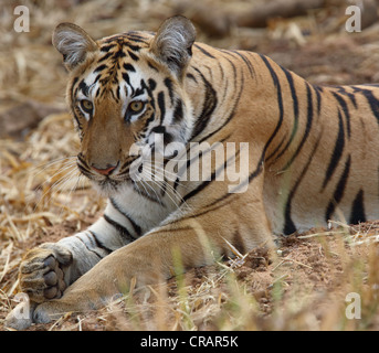 Diversi umori di una giovane tiger. Foto Stock