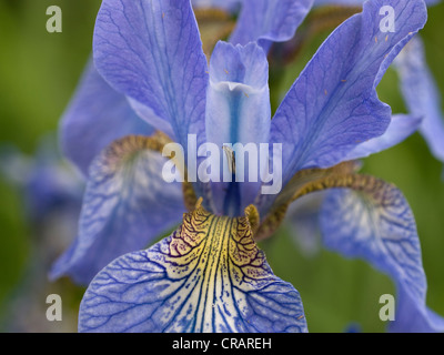 Iris sibirica, Royal Botanic Gardens, Edimburgo Foto Stock