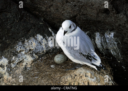 Nero-zampe (Kittiwake Rissa tridactyla), immaturi, Arnarstapi, Snaefells penisola, Islanda, Europa Foto Stock