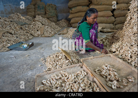 Le donne che lavorano in un magazzino di spezie, zenzero e sacchi di zenzero, ebreo, Città Kochi, Kerala, India meridionale, India, Asia Foto Stock