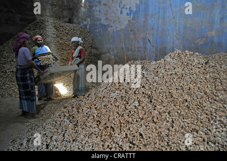 I lavoratori di sesso femminile in una memorizzazione di zenzero camera, ebreo, Città Kochi, Cochin, Kerala, India meridionale, India, Asia Foto Stock