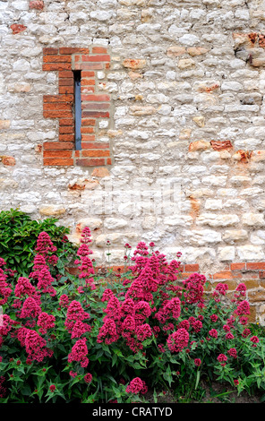 Edificio tradizionale materiale del fatto a mano di mattoni e blocchi di calcare la realizzazione di un muro con una finestra a fessura e fiori di colore rosso. Foto Stock