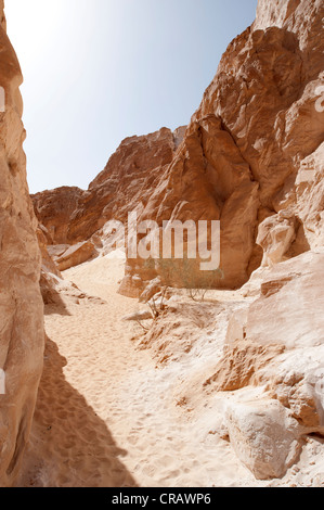 Mezzogiorno nel canyon Bianco, Monte Sinai Foto Stock