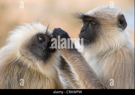 Hanuman Langurs (Semnopithecus) delousing ogni altro, Pushkar sul sacro Lago di Pushkar, Rajasthan, India, Asia Foto Stock