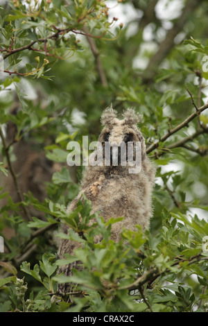 Long Eared Owl pulcino. Foto Stock