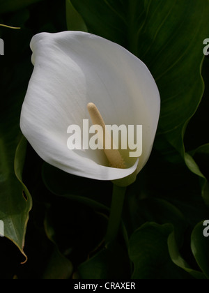 Calla Lily, Zantedeschia aethiopica Foto Stock