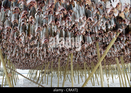 Merluzzo pescato nel Mare di Barents, pesci secchi produzione, Reine, Isola di Moskenesøya, Isole Lofoten, a nord della Norvegia, Norvegia Foto Stock