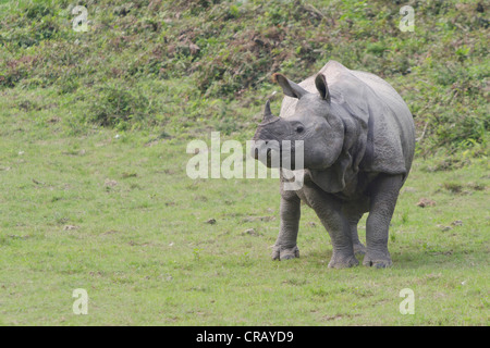 Rinoceronte (Rhinocerotidae), il Parco Nazionale di Kaziranga, Assam, il Nordest dell India, India, Asia Foto Stock