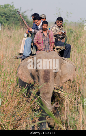 Cavalcata su un elefante, il Parco Nazionale di Kaziranga, Assam, il Nordest dell India, India, Asia Foto Stock