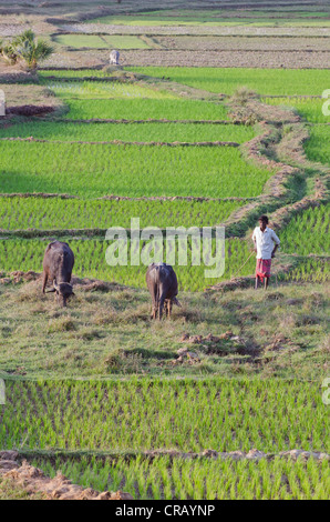 Agricoltore in un campo a Shanti Niketan, West Bengal, India, Asia Foto Stock