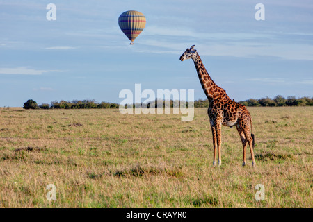 Masai giraffe (Giraffa camelopardalis tippelskirchi) con un pallone aerostatico sul Masai Mara riserva naturale di mattina Foto Stock