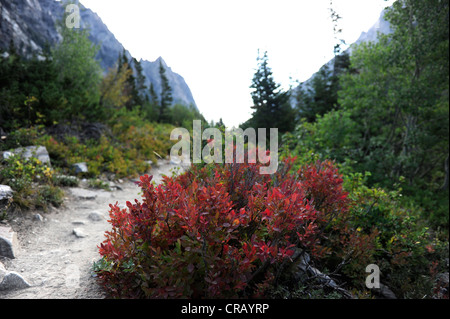 Cascata Canyon Trail nel Parco Nazionale di Grand Teton. Foto Stock