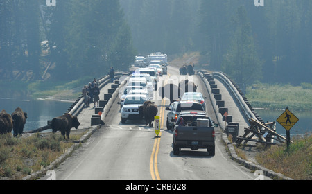 Bison attraversare Ponte di pesca con guida dal National Park Service i Rangers del Parco Nazionale di Yellowstone Foto Stock