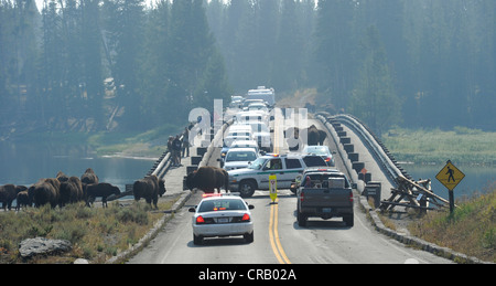 Bison attraversare Ponte di pesca con guida dal National Park Service i Rangers del Parco Nazionale di Yellowstone Foto Stock