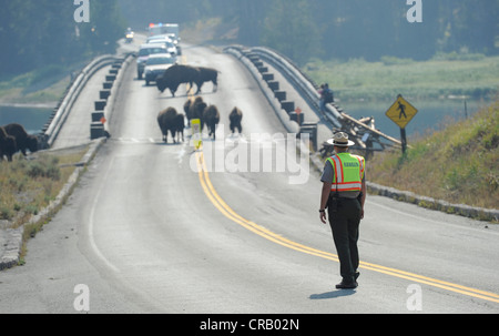 Bison attraversare Ponte di pesca con guida dal National Park Service i Rangers del Parco Nazionale di Yellowstone Foto Stock