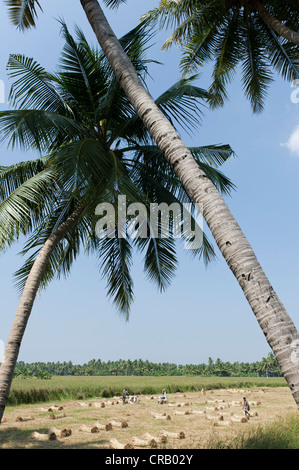 Il campo su cui Korai l'erba è tagliata e legato, Kadambankurichi, vicino Karur, Tamil Nadu, India, Asia Foto Stock