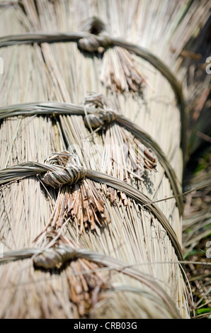 Legato Korai raccolti di erba, Kadambankurichi, vicino Karur, Tamil Nadu, India, Asia Foto Stock