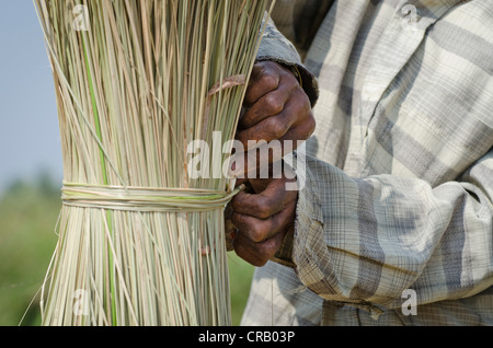 Korai l'erba è tagliata e legato, Kadambankurichi, vicino Karur, Tamil Nadu, India Foto Stock