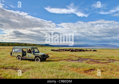 Un SUV di fronte a un folto gruppo di bufali africani (Syncerus caffer) a Lake Nakuru, Lake Nakuru National Park, Kenya Foto Stock