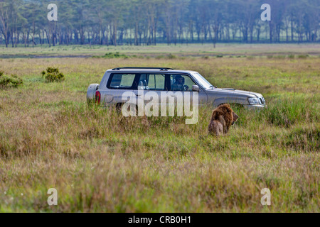 Lion (Panthera leo) nella parte anteriore della jeep, Lake Nakuru National Park, Kenya, Africa Orientale, PublicGround Foto Stock