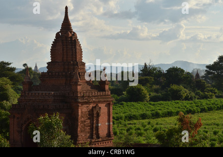 Campo pagoda, pagode buddiste, Old Bagan, pagano, birmania, myanmar, Asia sud-orientale, Asia Foto Stock